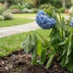 Planta murcha de hortênsia azul em canteiro de jardim residencial bem cuidado.