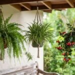 Samambaia, clorofito e columeia-batom em vasos suspensos numa varanda com jardim ao fundo.