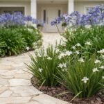Plantas que precisam de pouca poda: agapantos azul-violeta e moréias-brancas em canteiros junto à entrada da casa.