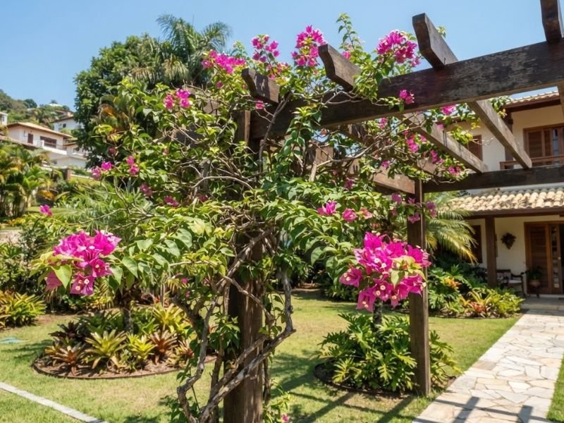 Primavera Bougainvillea rosa florida conduzida sobre pergolado de madeira