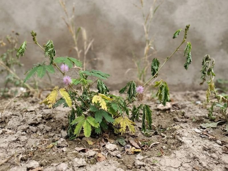 Mimosa pudica com folhas amareladas e ramos enfraquecidos