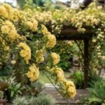 Rosa banksiae amarela com ramo florido em primeiro plano e pérgola ao fundo