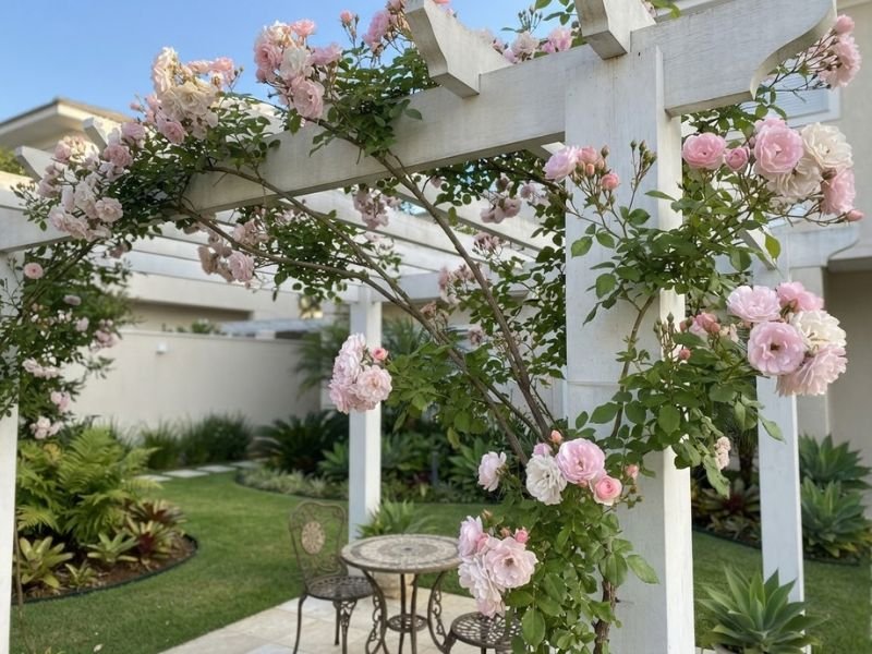 Rosa trepadeira com flores rosa-claras sobre pergolado branco, com mesa e cadeiras abaixo.