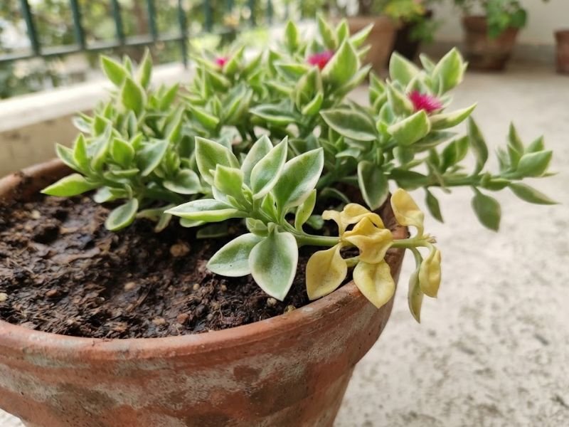 Rosinha do sol em vaso com um ramo de folhas amarelas e murchas entre a folhagem verde com bordas creme.