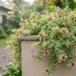 Rosinha do sol variegata com flores magenta e ramos pendentes sobre um muro bege.