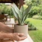 Pessoa segurando vaso com Sansevieria Moonshine de folhas verde-prateadas em varanda com jardim ao fundo.