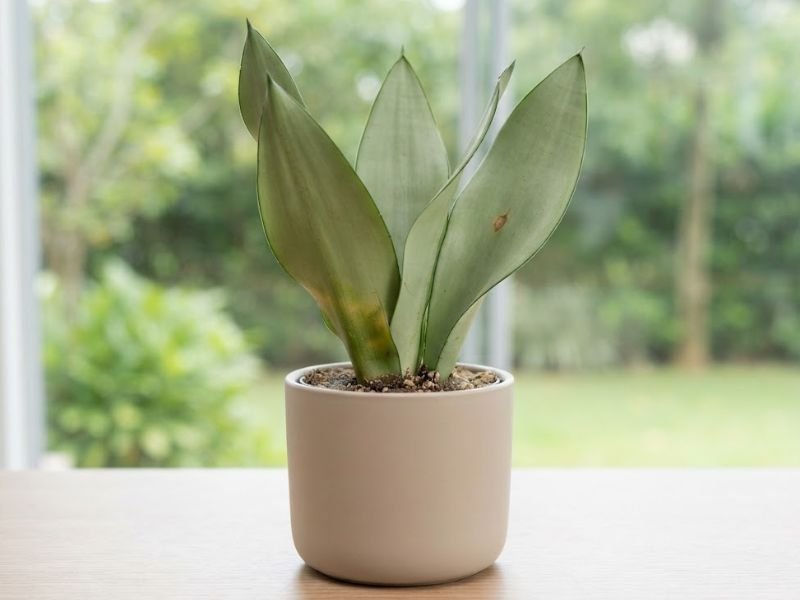 Sansevieria Moonshine com amarelecimento próximo à base de uma folha e pequena mancha marrom em outra folha.