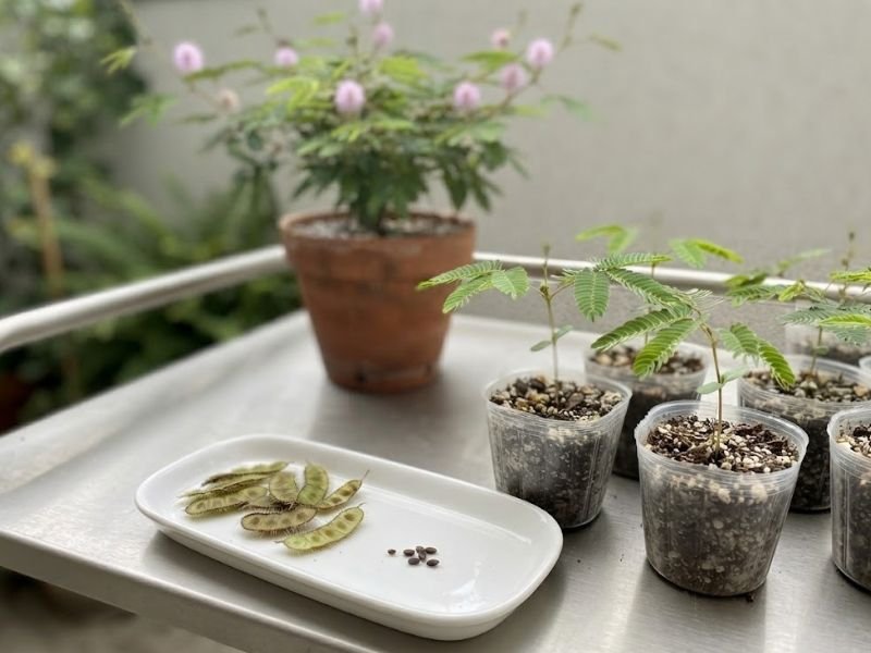 Vagens, sementes e mudas jovens de Mimosa pudica