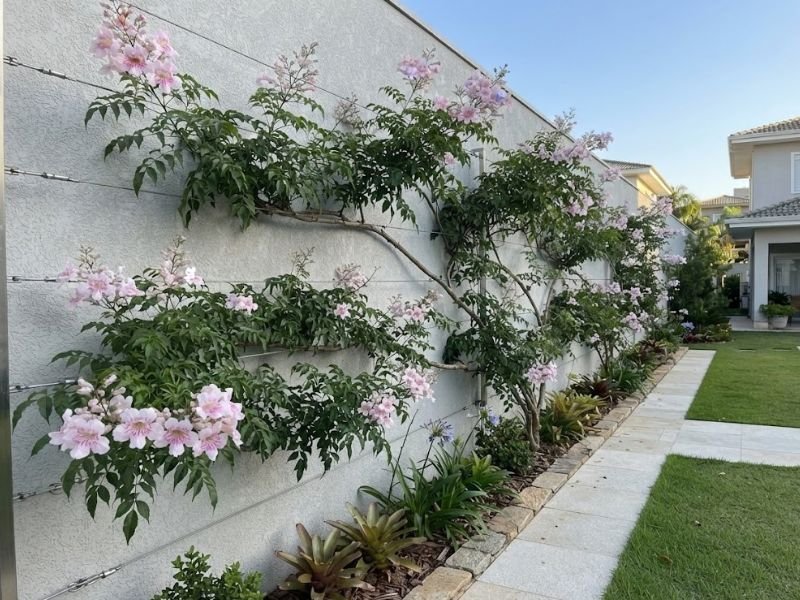 Flores rosadas da sete léguas com garganta mais escura e folhas compostas junto a cabos de sustentação.