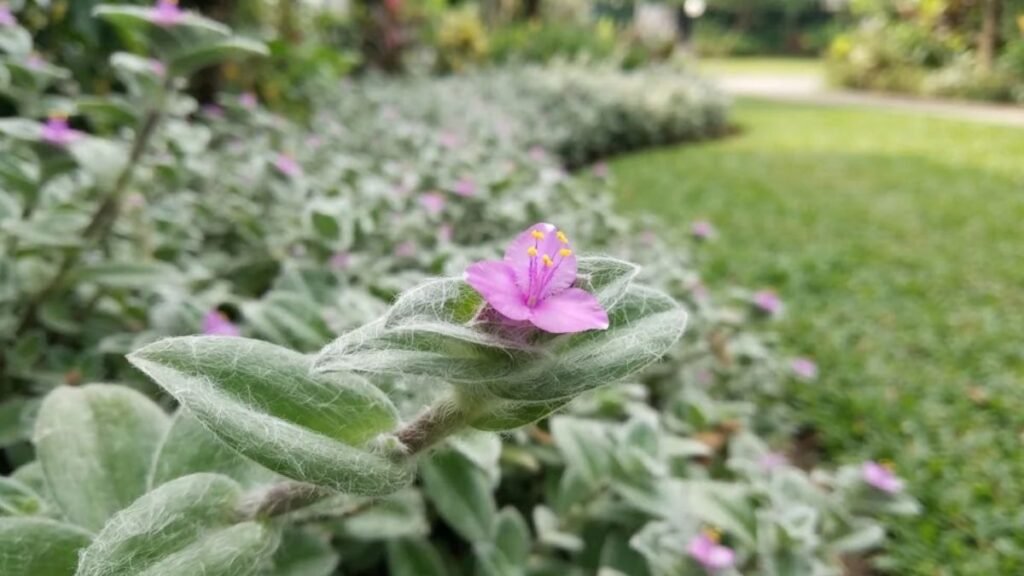Flor rosa de Tradescantia sillamontana entre folhas com pelos brancos, com canteiro curvo e gramado ao fundo.