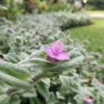 Flor rosa de Tradescantia sillamontana entre folhas com pelos brancos, com canteiro curvo e gramado ao fundo.