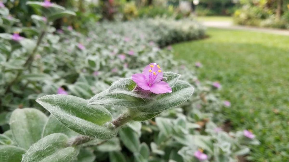 Flor rosa de Tradescantia sillamontana entre folhas com pelos brancos, com canteiro curvo e gramado ao fundo.