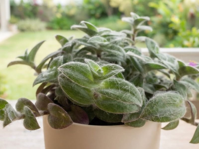 Brotação de veludo-branco entre folhas verdes e arroxeadas cobertas por pelos finos.
