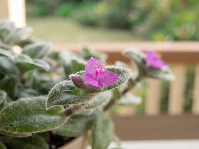 Flor rosa-magenta de três pétalas e anteras amarelas entre folhas pilosas do veludo-branco.