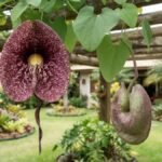 Trepadeiras exóticas com flor papo de peru aberta e botão pendente
