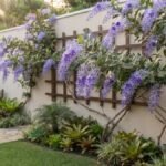Flor de São Miguel em treliça de madeira, uma das trepadeiras para muro com flores, em jardim residencial.