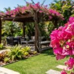 Trepadeiras para sol pleno com Bougainvillea rosa em primeiro plano e pergolado ao fundo