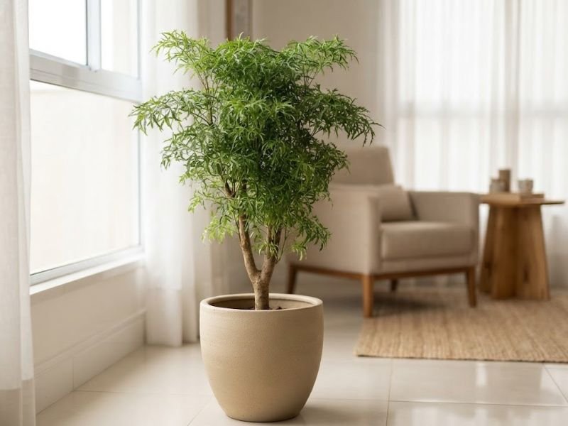 Árvore da felicidade fêmea adulta com folhagem verde fina e rendada, cultivada em vaso bege dentro de sala iluminada.