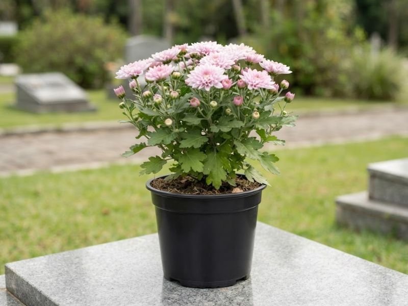 Crisântemos rosa-claro em vaso preto sem pratinho ou embalagem sobre uma superfície de granito.